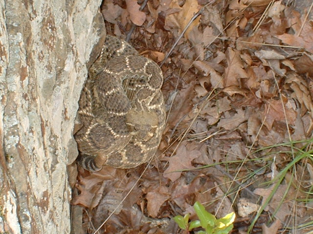 Western Diamondback-AR state line.jpg [132 Kb]